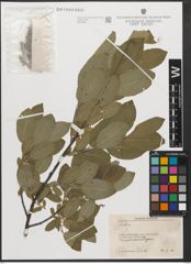 Foto von Salix L.